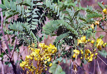 Cassia auriculata
