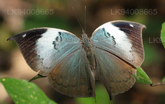 Blaues Eichenblatt (Kallima philarchus)