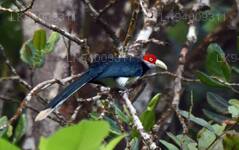 Red Faced Malkoha
