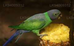 Layard’s Parakeet