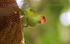 Ceylon Hanging Parrot