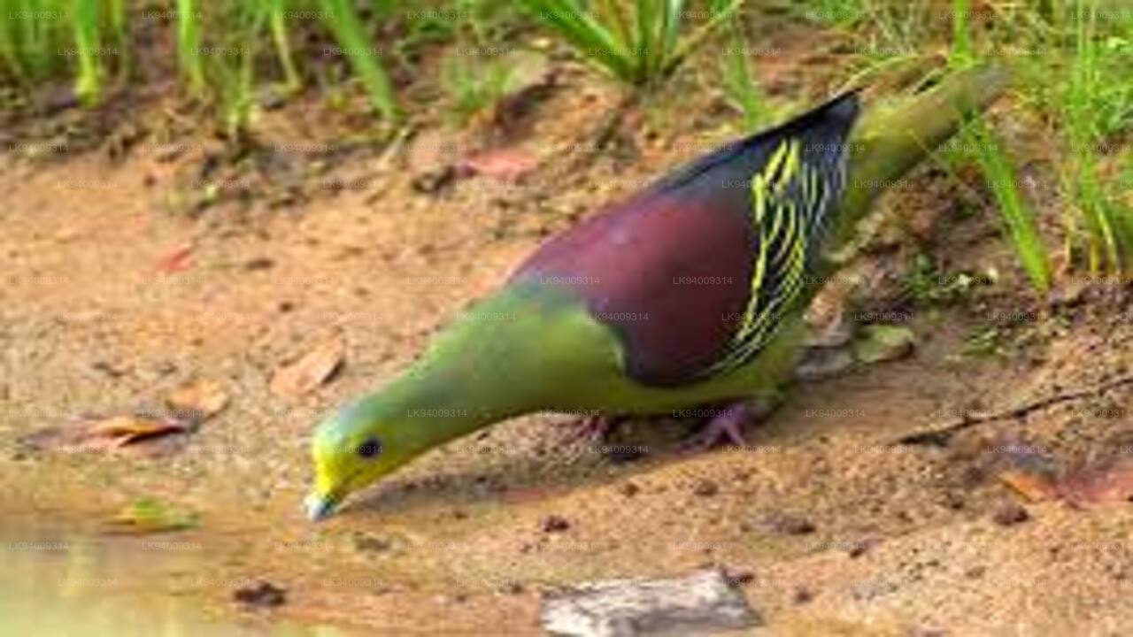 Grüne Ceylon-Taube