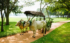 Bullock Cart Rides